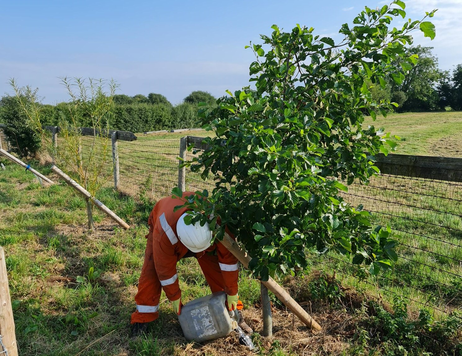 Worker watering trees