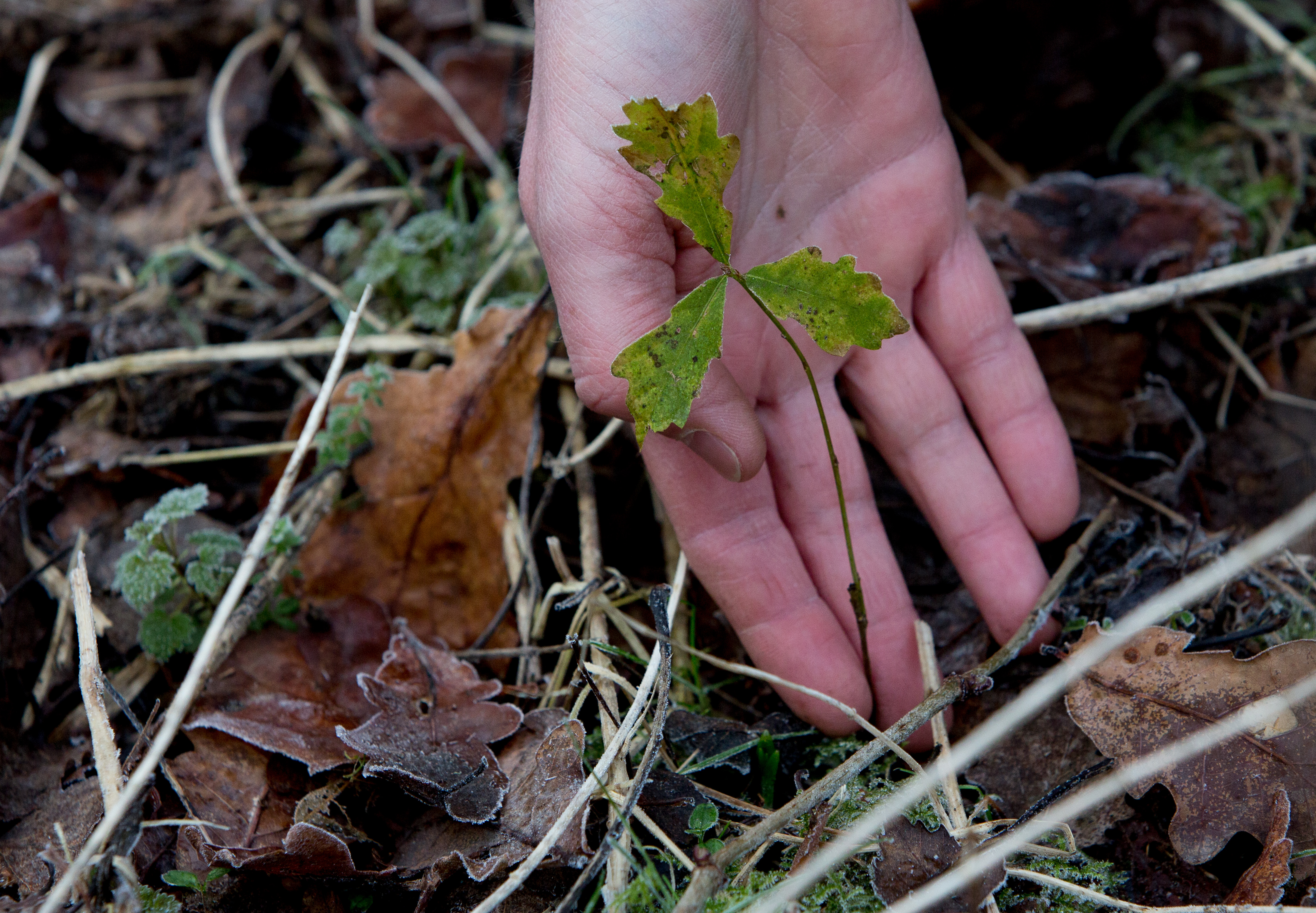 Forest floor oak tree