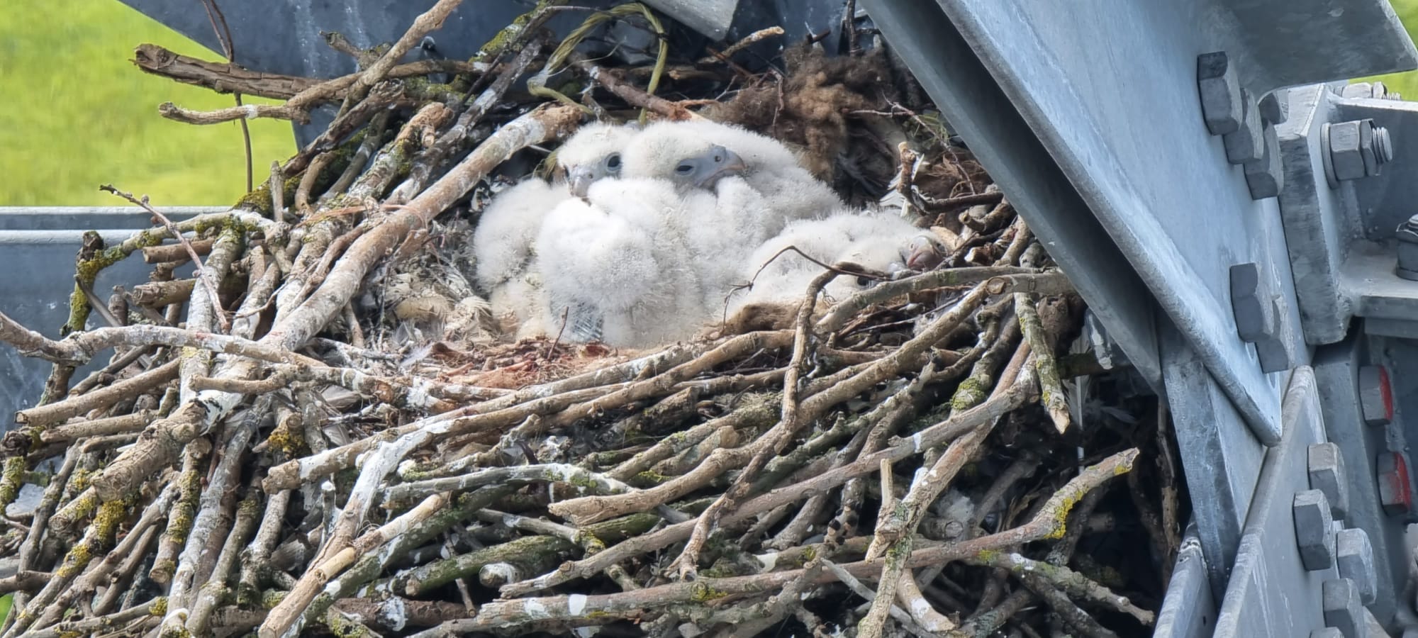 Nest of Peregrin Falcon chicks in a National Grid electricity transmission tower