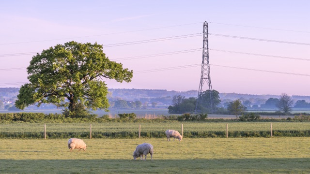 North Wessex Downs sheep and pylon