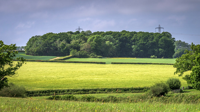 Yellow fields in front of wooded area with tips of pylons poking up