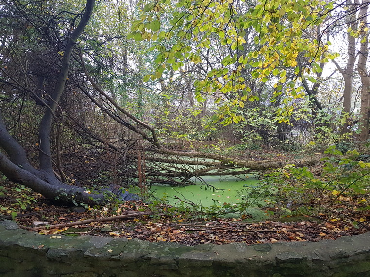National Grid partner Ground Control to overhaul outdoor learning space at Avonmouth CofE Primary School - tree fallen across pond