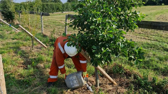 Worker watering trees