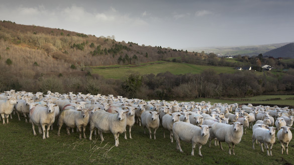Flock of sheep in field with rolling landscape in the background
