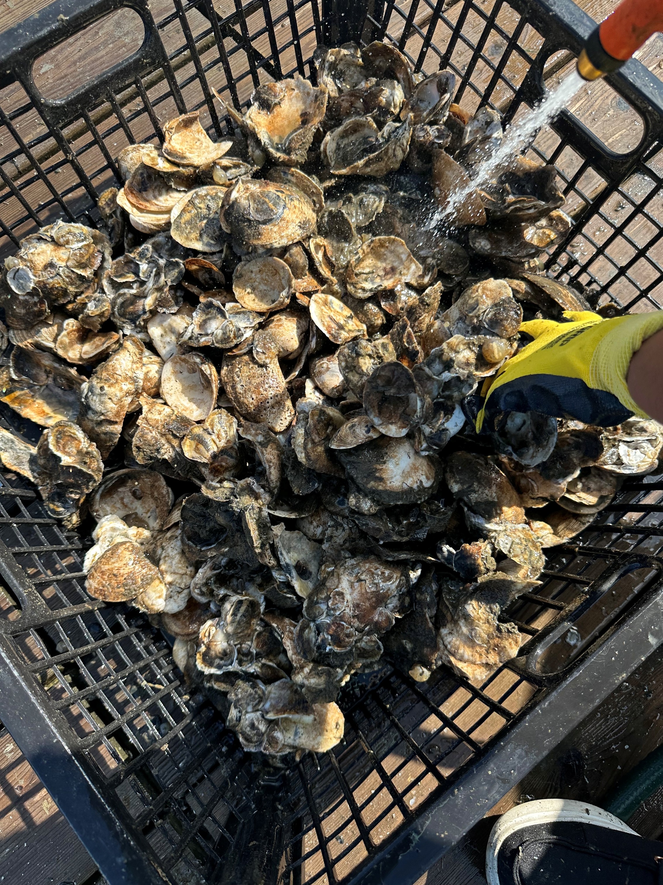 Oysters in Crate