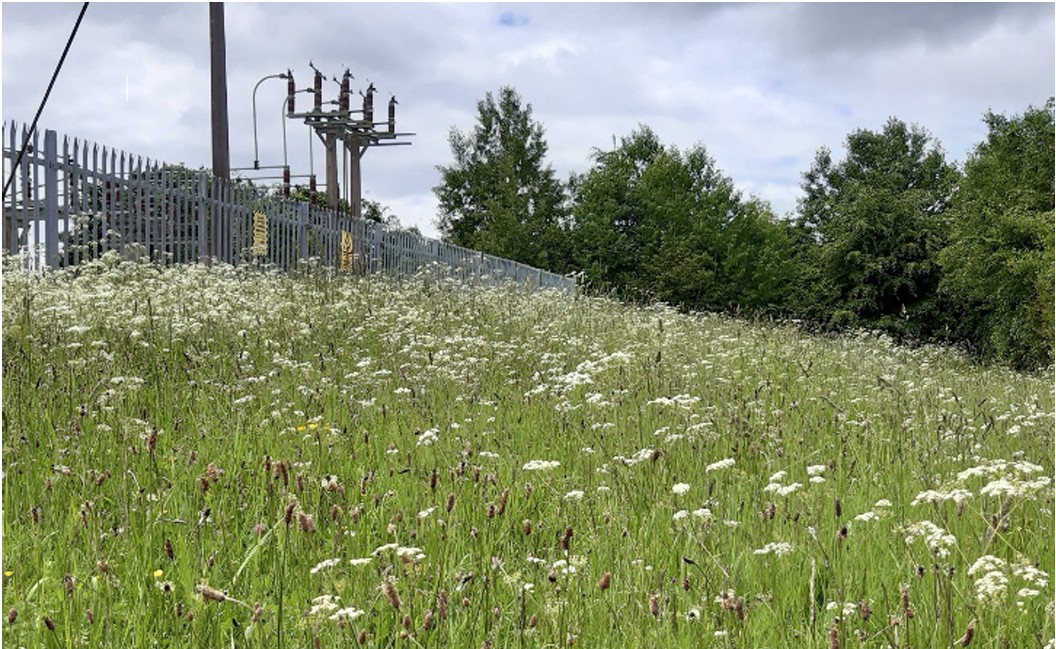Grassland at a substation site