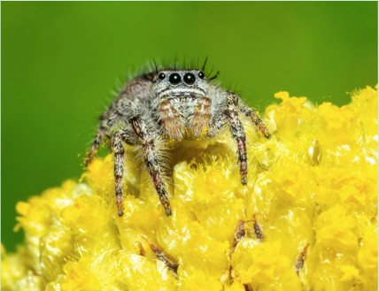 Jumping Spider on Flowers