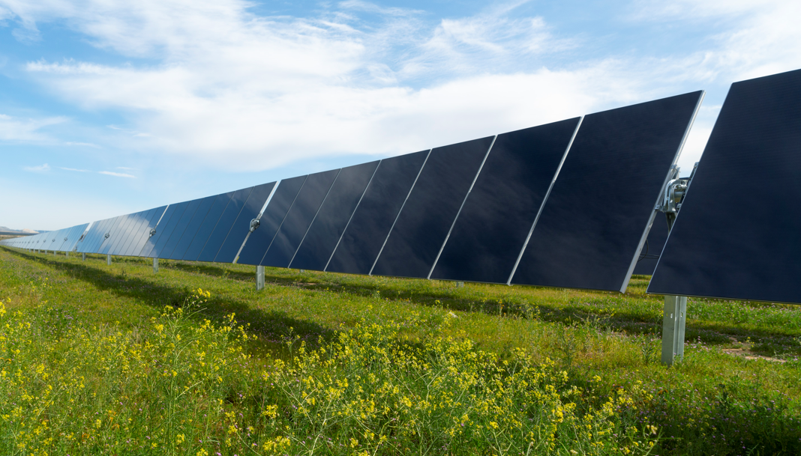 Solar panels installed in grassy field