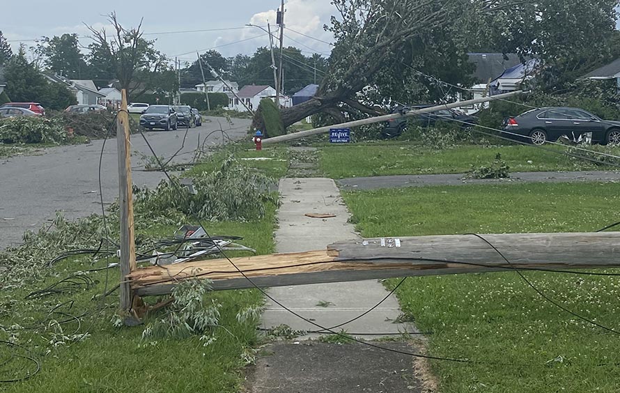 Storm-felled Trees