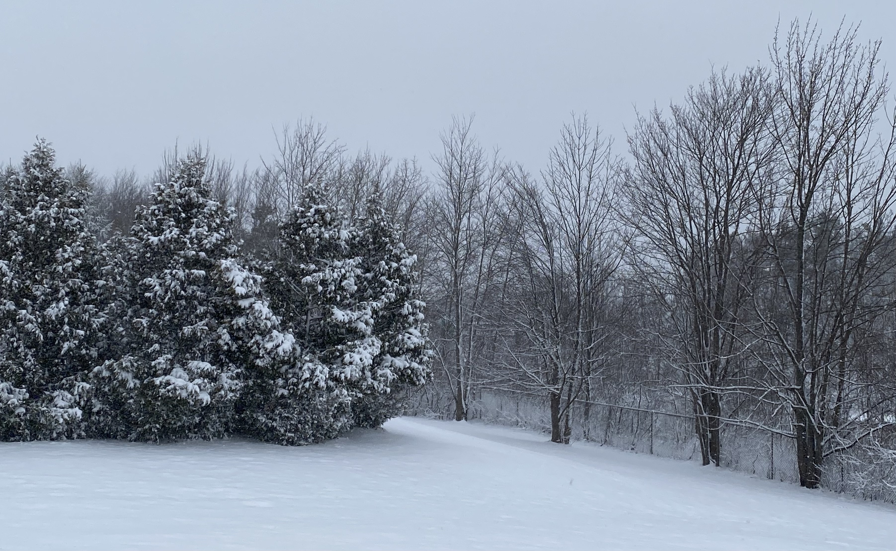 Snow covered forest in winter