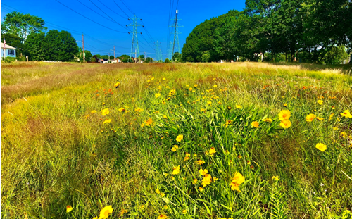 Pollinator Project