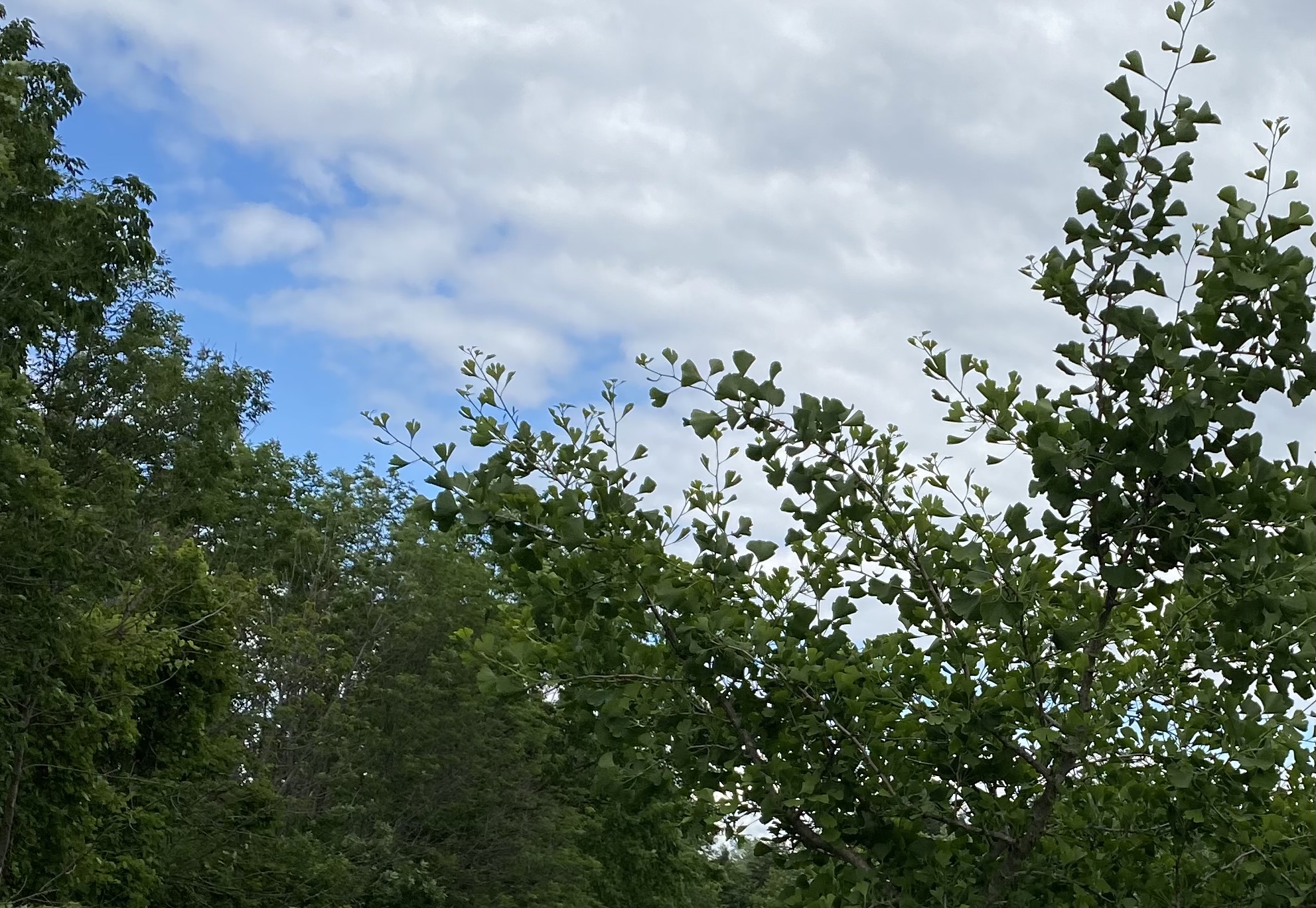 Blue sky with green tress in forest 