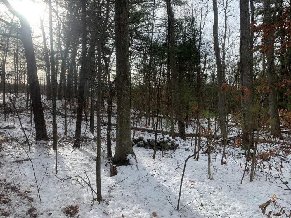 Forest area covered by snow 