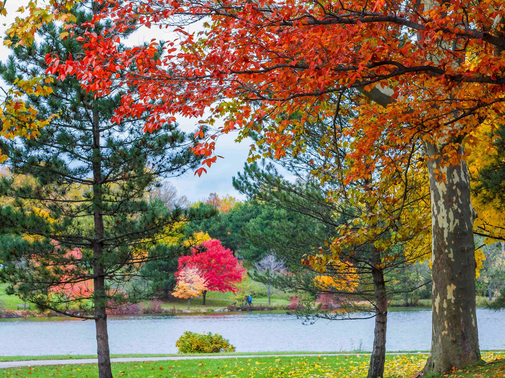 Colorful fall trees in park settings