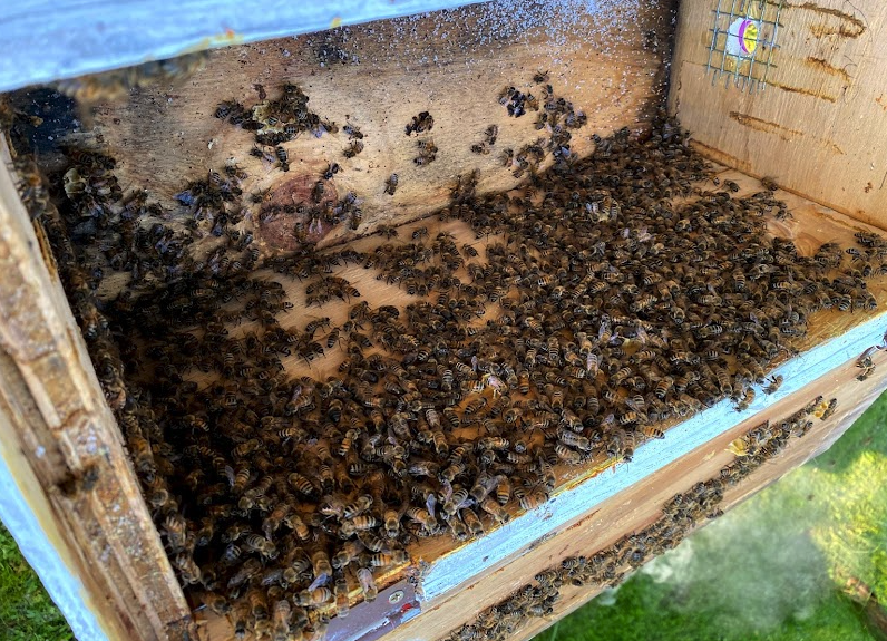 Honey bees 