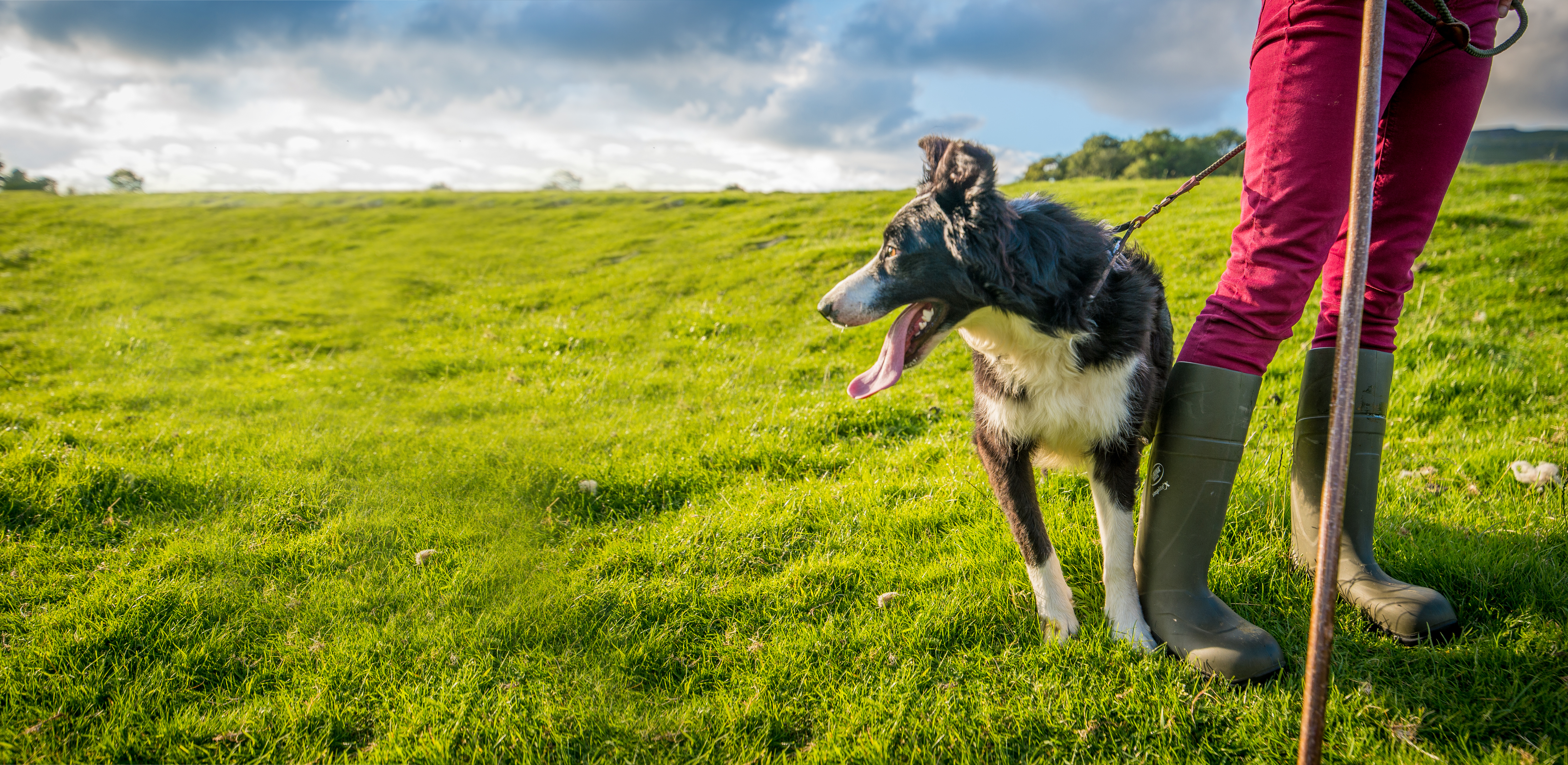 Dog on a leash stood next to its owner legs in a green field