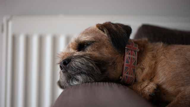Dog by radiator - National Grid's 'The future of heat: Consulting consumers about low-carbon heating' story