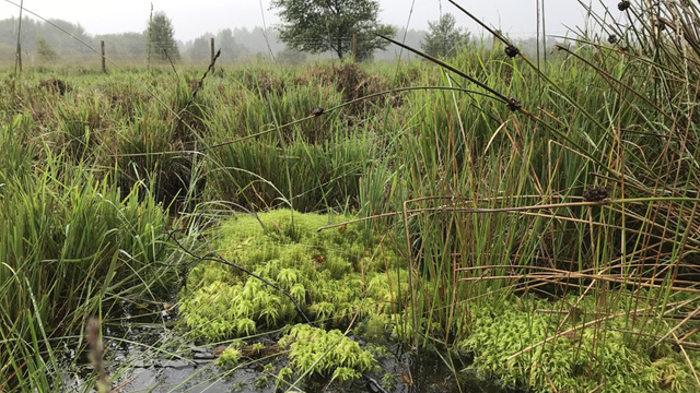 Peat bog at South Wales substation