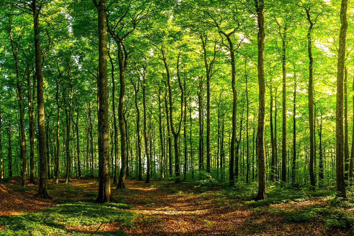 Beautiful green sunlit forest for National Grid article