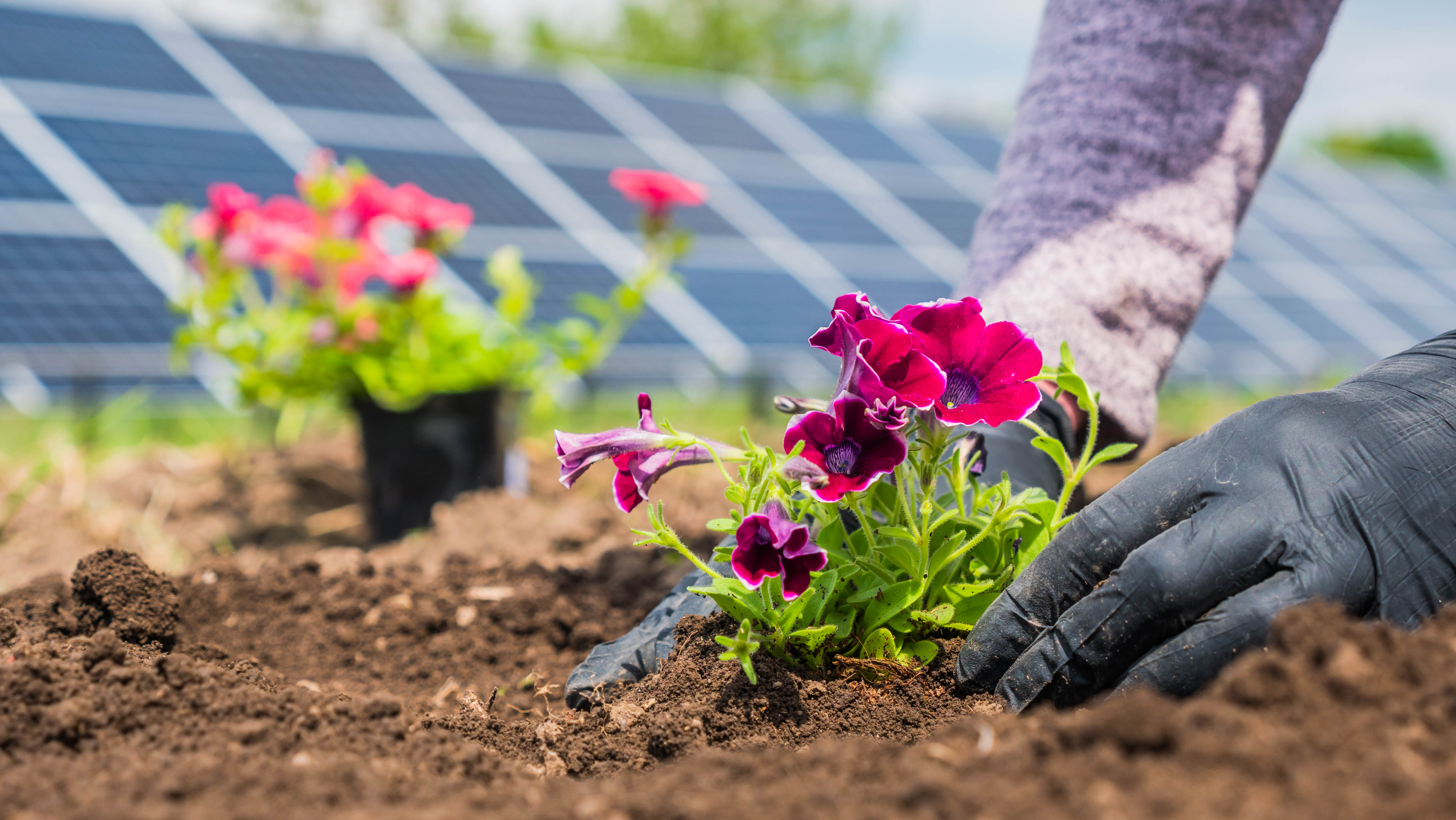 Planting Solar