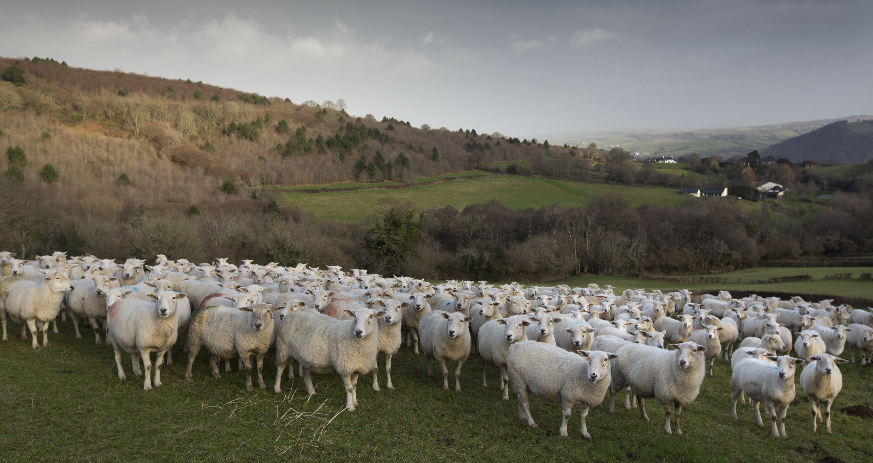 A field of sheep with hillsides in the background