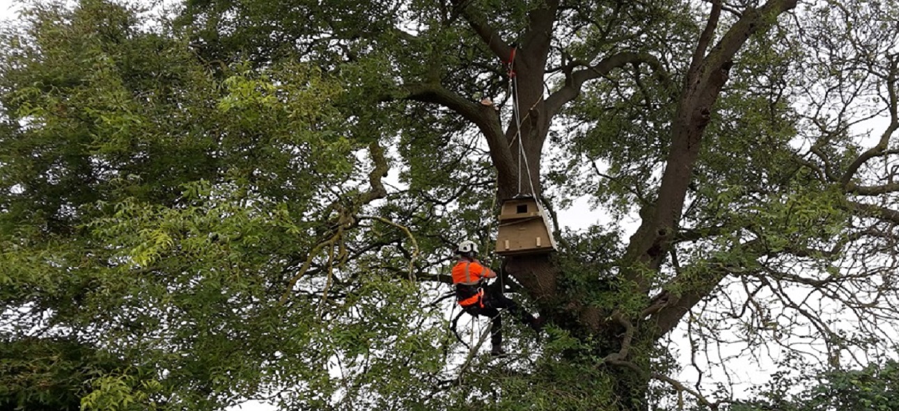 National Grid worker in tree setting up a barn owl box