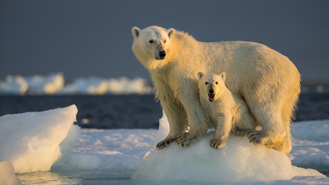 Polar bears for National Grid story '6 myths about climate change busted'