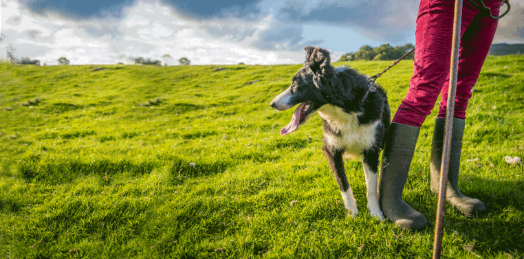 Dog on a leash stood next to its owner legs in a green field