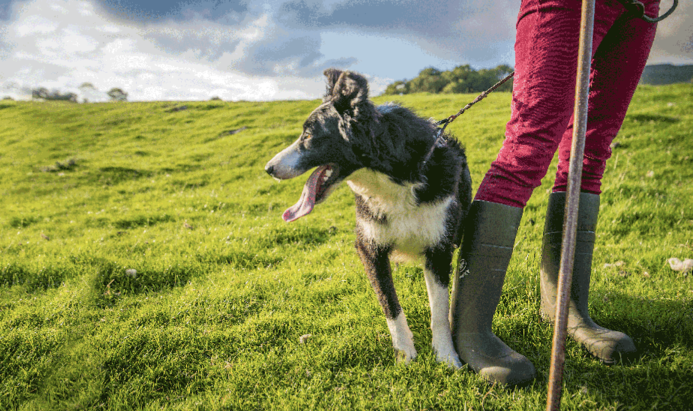 Dog in field