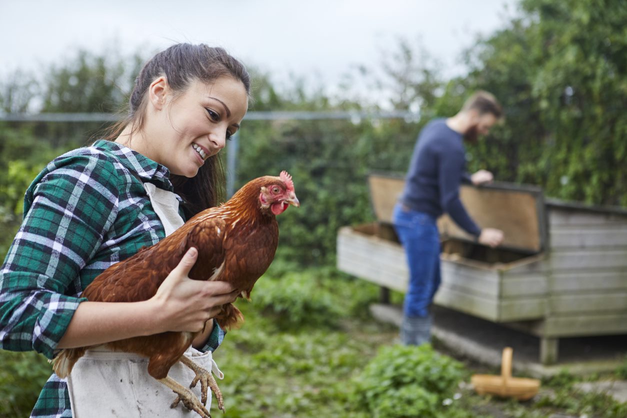 Two people gardening with a chicken