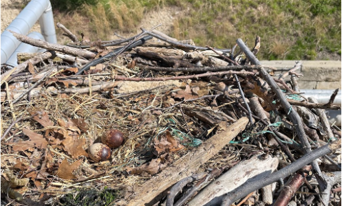 Osprey nest with eggs