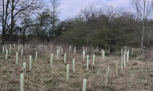 planting native saplings