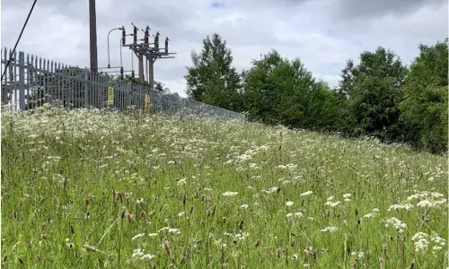 Grassland at a substation site