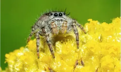 Jumping Spider on Flowers