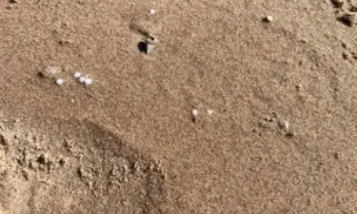 beach sand