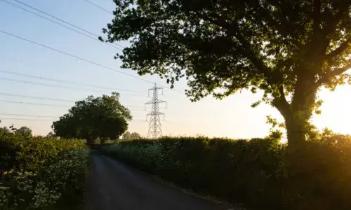 Image of tree with pylon in distance