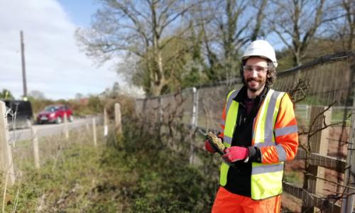 National Grid partners with UWE to protect UK's bat population article