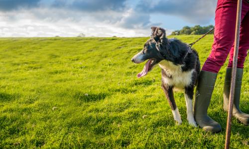 Dog on a leash stood next to its owner legs in a green field