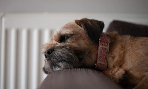 Dog by radiator - National Grid's 'The future of heat: Consulting consumers about low-carbon heating' story