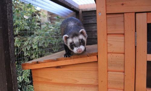 Ferret