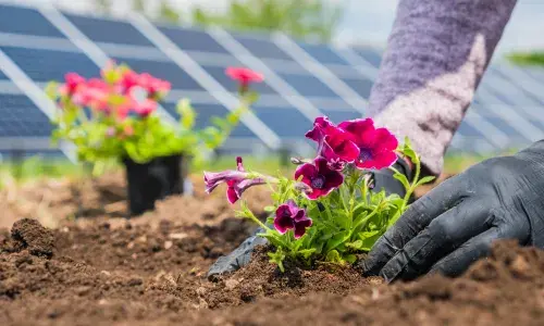 Planting Solar