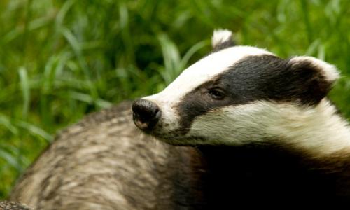 Close-up of a Badger's face
