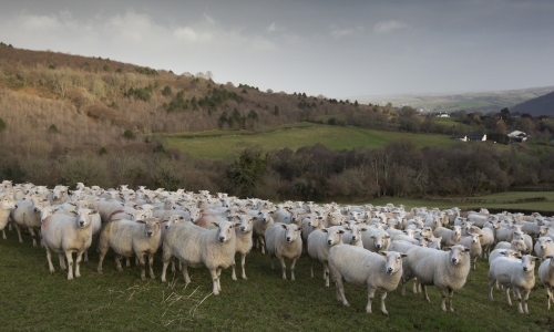A field of sheep with hillsides in the background 