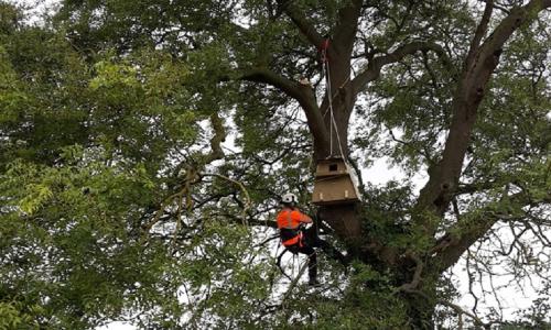 National Grid worker in tree setting up a barn owl box