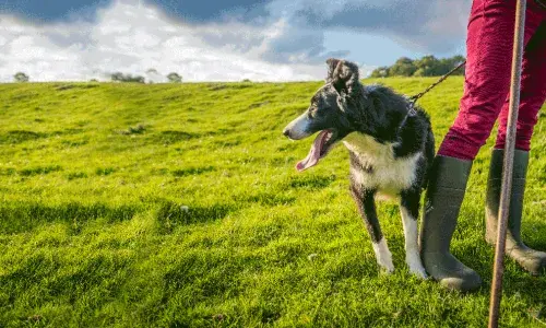 Dog on a leash stood next to its owner legs in a green field