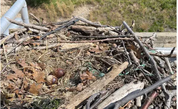 Osprey nest with eggs