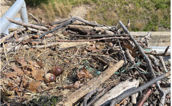 Osprey nest with eggs