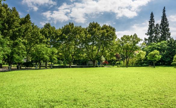 Trees in field