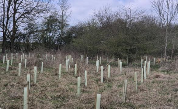 planting native saplings