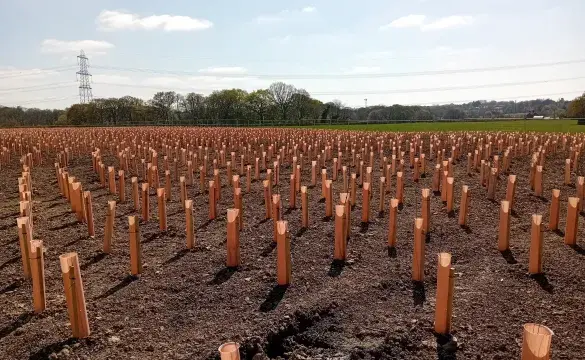 Trees planted